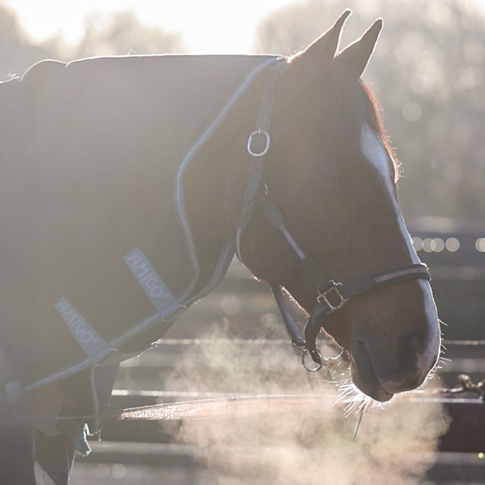 Comment maintenir la santé de votre cheval pendant l'hiver