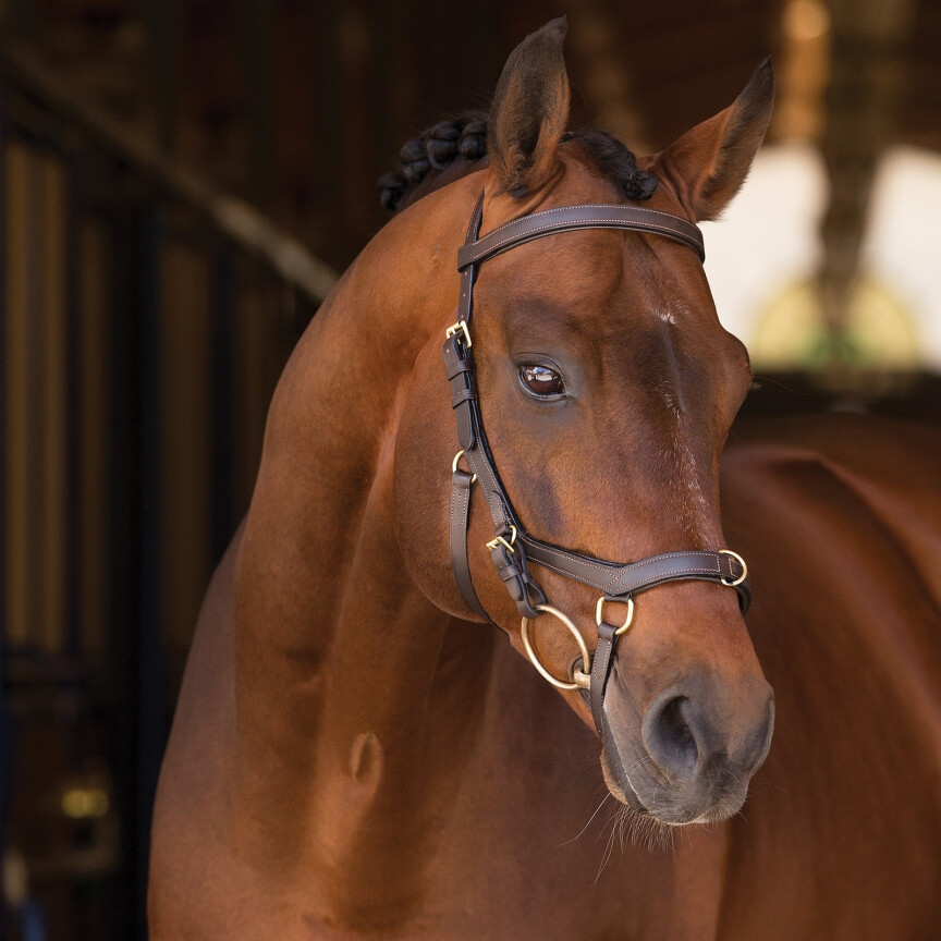 Micklem Multi Bridle TEST